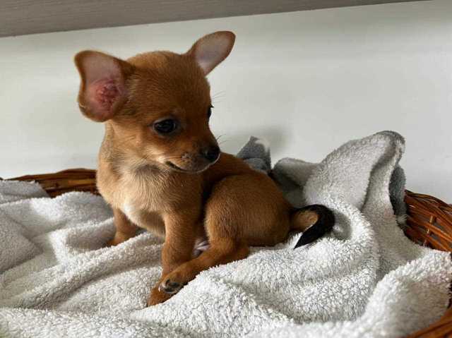 Chihuahua Puppies for Sale In Ahmedabad